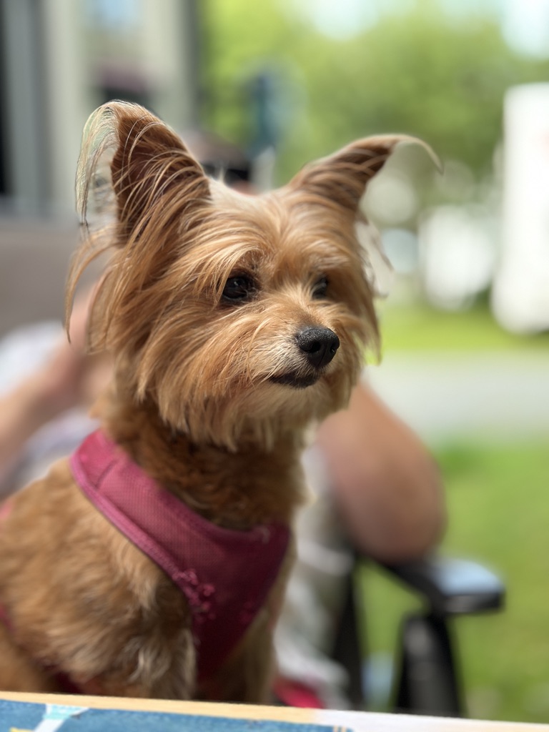 Lulu, Leonies Hund, sitzt aufmerksam im Garten